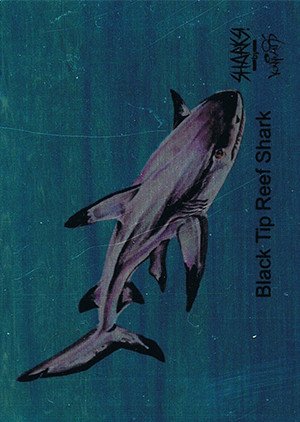 Attic Cards Sharks! Metal Base Card 2M Black Tip Reef Shark