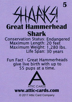 Attic Cards Sharks! Base Card 5 Hammerhead Shark