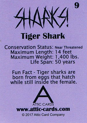 Attic Cards Sharks! Base Card 9 Tiger Shark