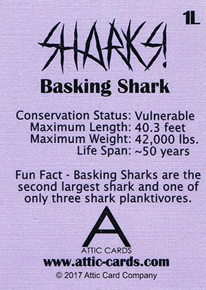 Attic Cards Sharks! Linen Base Card 1L Basking Shark
