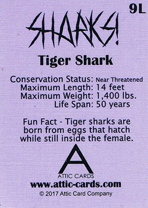 Attic Cards Sharks! Linen Base Card 9L Tiger Shark