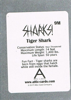 Attic Cards Sharks! Metal Base Card 9M Tiger Shark