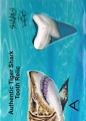 Attic Cards Sharks! Tooth Relic Card T-3 Authentic Tiger Shark Tooth Relic