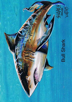Attic Cards Sharks! Base Card 3 Bull Shark