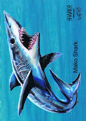Attic Cards Sharks! Base Card 7 Mako Shark